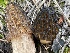  ( - HAY-F-002981)  @11 [ ] by-nc (2023) Damon Tighe Fungal Diversity Survey
