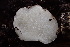  ( - HAY-F-002988)  @11 [ ] by-nc (2023) Damon Tighe Fungal Diversity Survey