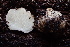  ( - HAY-F-002988)  @11 [ ] by-nc (2023) Damon Tighe Fungal Diversity Survey