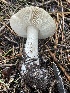  ( - HAY-F-002996)  @11 [ ] by-nc (2023) Damon Tighe Fungal Diversity Survey