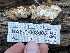 ( - HAY-F-003003)  @11 [ ] by-nc (2023) Damon Tighe Fungal Diversity Survey