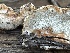  ( - HAY-F-003003)  @11 [ ] by-nc (2023) Damon Tighe Fungal Diversity Survey