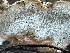  ( - HAY-F-003003)  @11 [ ] by-nc (2023) Damon Tighe Fungal Diversity Survey