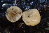  ( - HAY-F-003007)  @11 [ ] by-nc (2023) Damon Tighe Fungal Diversity Survey