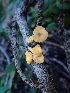 ( - HAY-F-003660)  @11 [ ] by-nc (2023) Sadie Hickey Fungal Diversity Survey