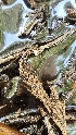  ( - HAY-F-002192)  @11 [ ] by-nc (2023) Thea Chesney Fungal Diversity Survey