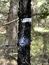  ( - HAY-F-004183)  @11 [ ] by-nc (2023) Jaren Hockert Fungal Diversity Survey