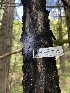  ( - HAY-F-004183)  @11 [ ] by-nc (2023) Jaren Hockert Fungal Diversity Survey