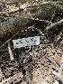  (Phloeomana sp. CA02 - HAY-F-004185)  @11 [ ] by-nc (2023) Jaren Hockert Fungal Diversity Survey