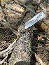  ( - HAY-F-004369)  @11 [ ] by-nc (2023) Jaren Hockert Fungal Diversity Survey