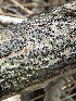  ( - HAY-F-004369)  @11 [ ] by-nc (2023) Jaren Hockert Fungal Diversity Survey