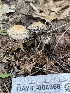  ( - HAY-F-004368)  @11 [ ] by-nc (2023) Jaren Hockert Fungal Diversity Survey