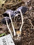  ( - HAY-F-004368)  @11 [ ] by-nc (2023) Jaren Hockert Fungal Diversity Survey