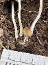  ( - HAY-F-004368)  @11 [ ] by-nc (2023) Jaren Hockert Fungal Diversity Survey