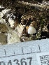  (Bolbitius sp. pallidus-CA01 - HAY-F-004367)  @11 [ ] by-nc (2023) Jaren Hockert Fungal Diversity Survey