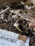  ( - HAY-F-004367)  @11 [ ] by-nc (2023) Jaren Hockert Fungal Diversity Survey