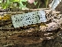  ( - HAY-F-004370)  @11 [ ] by-nc (2023) Stu Pickell Fungal Diversity Survey