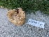  ( - HAY-F-004378)  @11 [ ] by-nc (2023) Stu Pickell Fungal Diversity Survey