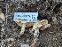  ( - HAY-F-004379)  @11 [ ] by-nc (2023) Stu Pickell Fungal Diversity Survey