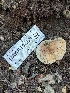  ( - HAY-F-004379)  @11 [ ] by-nc (2023) Stu Pickell Fungal Diversity Survey