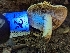  ( - HAY-F-004379)  @11 [ ] by-nc (2023) Stu Pickell Fungal Diversity Survey