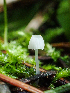  (Atheniella delectabilis - HAY-F-003150)  @11 [ ] by-nc (2023) Dean Lyons Fungal Diversity Survey