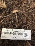  ( - HAY-F-001006)  @11 [ ] by-nc (2023) Dean Lyons Fungal Diversity Survey