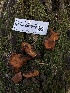  ( - HAY-F-001009)  @11 [ ] by-nc (2023) Dean Lyons Fungal Diversity Survey