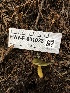  ( - HAY-F-001033)  @11 [ ] by-nc (2023) Dean Lyons Fungal Diversity Survey