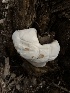  ( - HAY-F-001034)  @11 [ ] by-nc (2023) Dean Lyons Fungal Diversity Survey