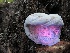  ( - HAY-F-001034)  @11 [ ] by-nc (2023) Dean Lyons Fungal Diversity Survey
