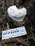  ( - HAY-F-001034)  @11 [ ] by-nc (2023) Dean Lyons Fungal Diversity Survey