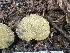  ( - HAY-F-003771)  @11 [ ] by-nc (2023) Grace Stark Fungal Diversity Survey