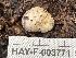  ( - HAY-F-003771)  @11 [ ] by-nc (2023) Grace Stark Fungal Diversity Survey