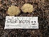  ( - HAY-F-003771)  @11 [ ] by-nc (2023) Grace Stark Fungal Diversity Survey