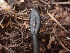  ( - HAY-F-003850)  @11 [ ] by-nc (2023) Grace Stark Fungal Diversity Survey