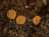  (Pezizomycetes - HAY-F-003851)  @11 [ ] by-nc (2023) Grace Stark Fungal Diversity Survey