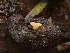  ( - HAY-F-003851)  @11 [ ] by-nc (2023) Grace Stark Fungal Diversity Survey