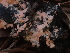  ( - HAY-F-003852)  @11 [ ] by-nc (2023) Grace Stark Fungal Diversity Survey