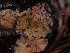  ( - HAY-F-003852)  @11 [ ] by-nc (2023) Grace Stark Fungal Diversity Survey