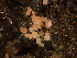  (Pyronema sp. PNW01 - HAY-F-003852)  @11 [ ] by-nc (2023) Grace Stark Fungal Diversity Survey