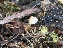  ( - HAY-F-003966)  @11 [ ] by-nc (2023) Grace Stark Fungal Diversity Survey