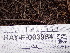  ( - HAY-F-003964)  @11 [ ] by-nc (2023) Grace Stark Fungal Diversity Survey