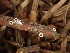  ( - HAY-F-003964)  @11 [ ] by-nc (2023) Grace Stark Fungal Diversity Survey