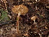  ( - HAY-F-003770)  @11 [ ] by-nc (2023) Grace Stark Fungal Diversity Survey