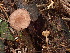  ( - HAY-F-003770)  @11 [ ] by-nc (2023) Grace Stark Fungal Diversity Survey