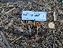  ( - HAY-F-004406)  @11 [ ] by-nc (2023) Stu Pickell Fungal Diversity Survey