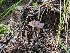 ( - HAY-F-004405)  @11 [ ] by-nc (2023) Stu Pickell Fungal Diversity Survey