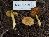  (Inocybe sp. citrifolia - HAY-F-004409)  @11 [ ] by-nc (2023) Stu Pickell Fungal Diversity Survey