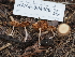  (Tubaria sp. conspersa-PNW02 - HAY-F-004406)  @11 [ ] by-nc (2023) Stu Pickell Fungal Diversity Survey